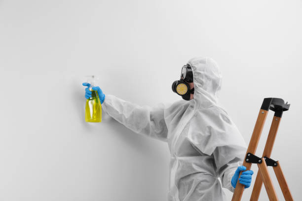 Best Attic Mold Removal  in Myrtle Grove, FL