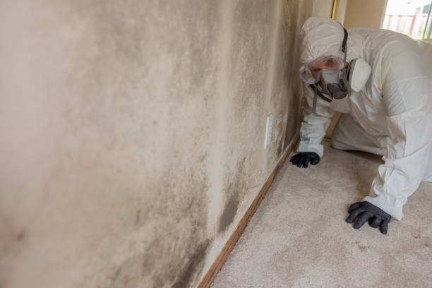 Environmental Consulting for Mold Prevention in Myrtle Grove, FL