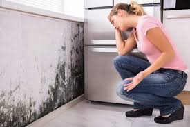 Why You Should Choose Our Mold Remediation Services in Myrtle Grove, FL