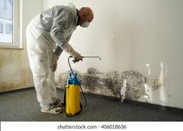 Best Basement Mold Removal  in Myrtle Grove, FL